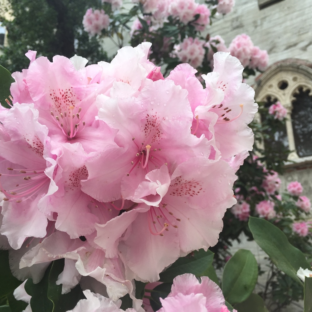 Meet your Posher, Isabella